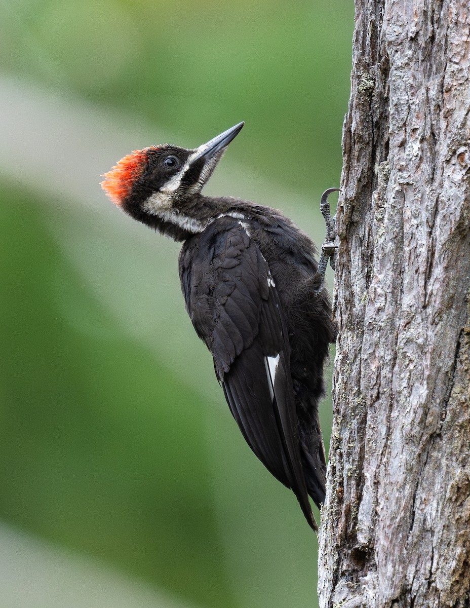 Pileated Woodpecker - ML597169271