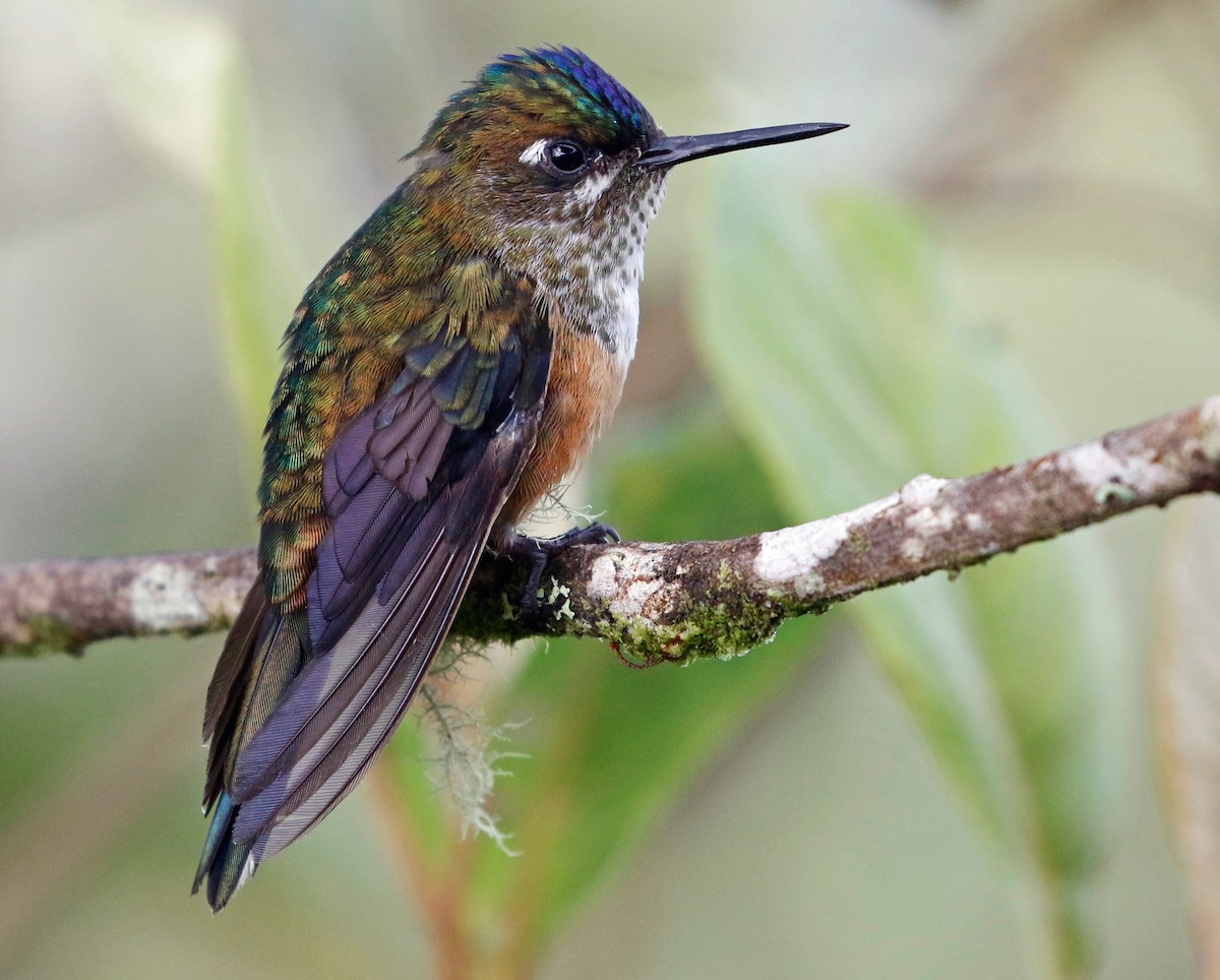 Violet-tailed Sylph - ML597169991