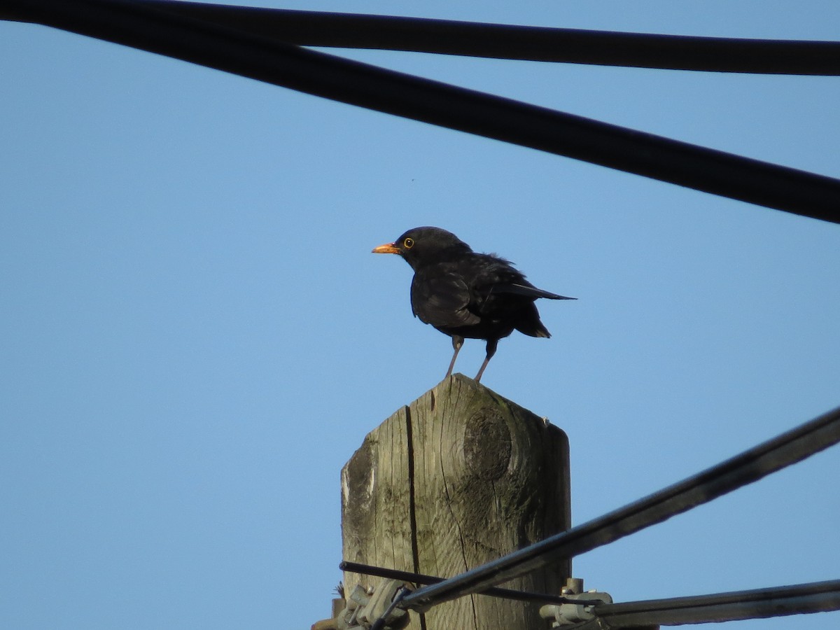 Eurasian Blackbird - valerie heemstra