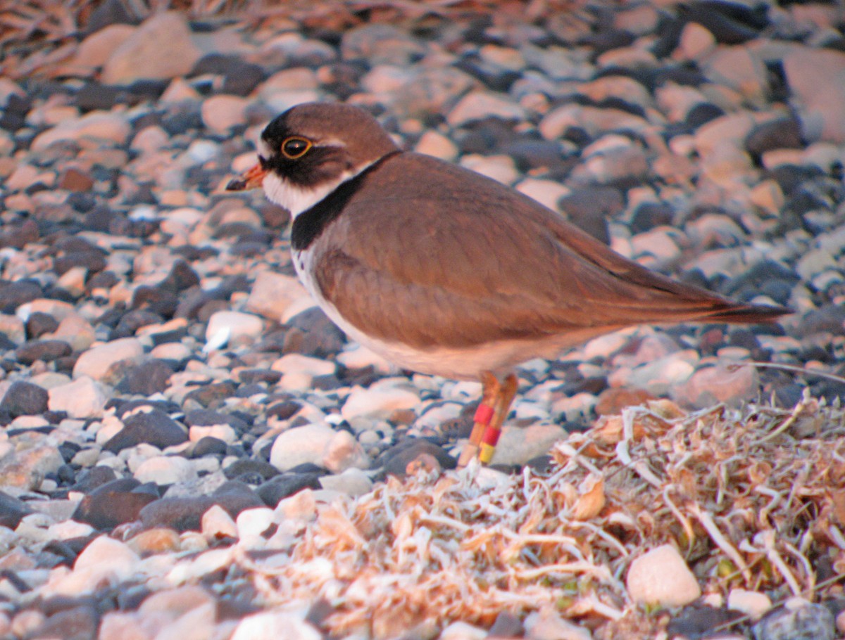 Semipalmated Plover - ML597171491