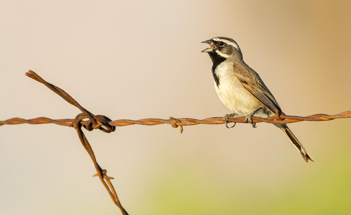 Black-throated Sparrow - ML597171631