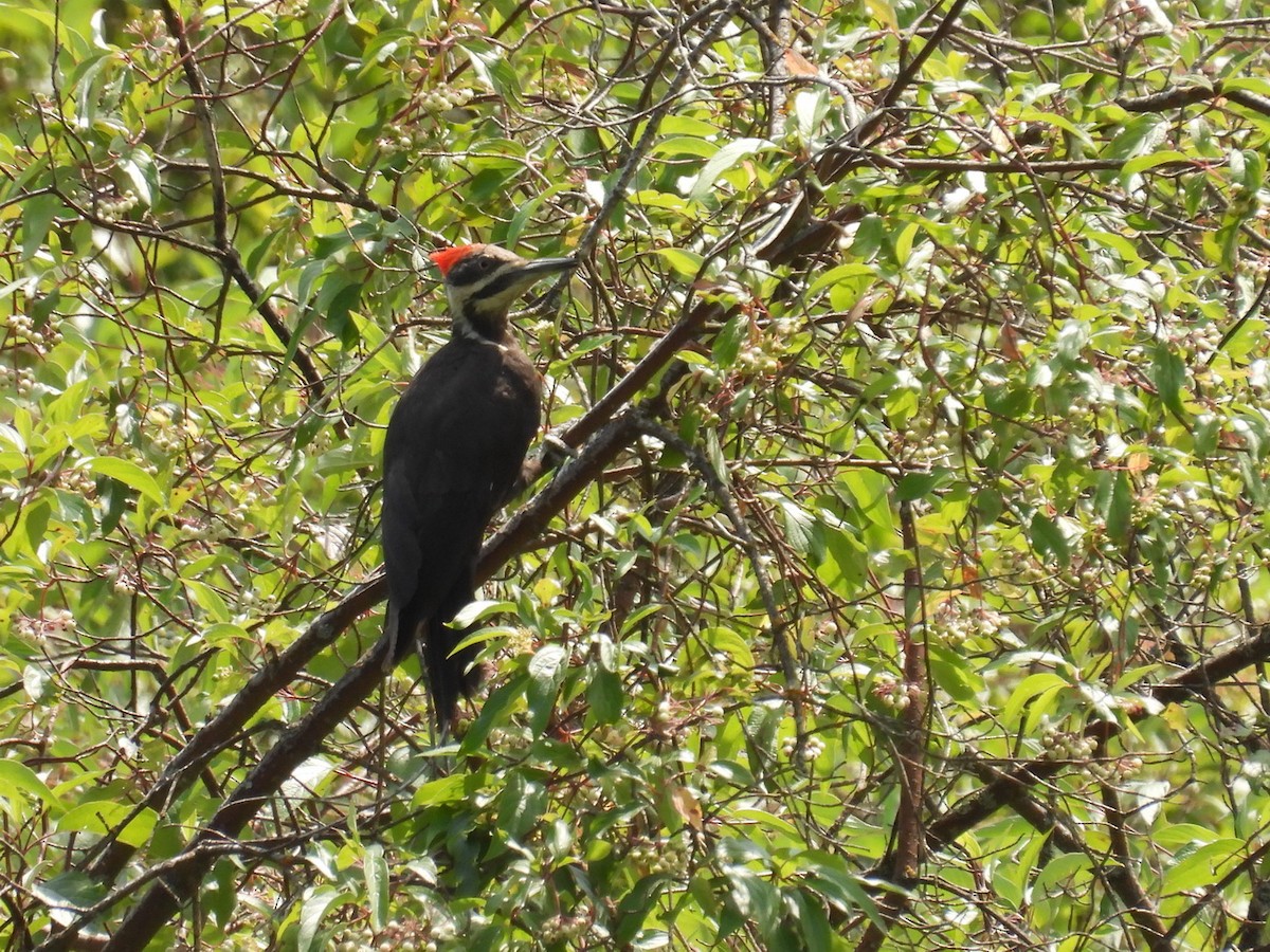 Pileated Woodpecker - ML597172821