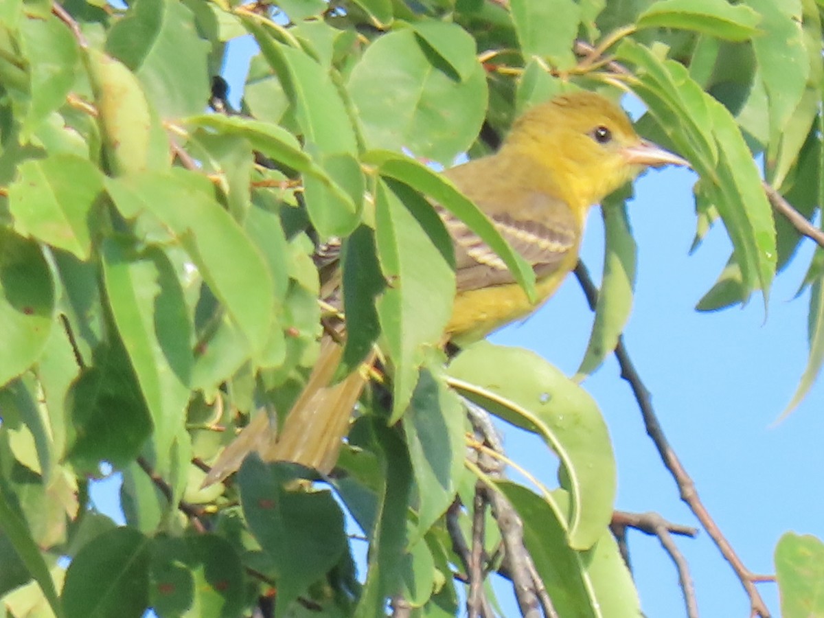 Orchard Oriole - ML597173971
