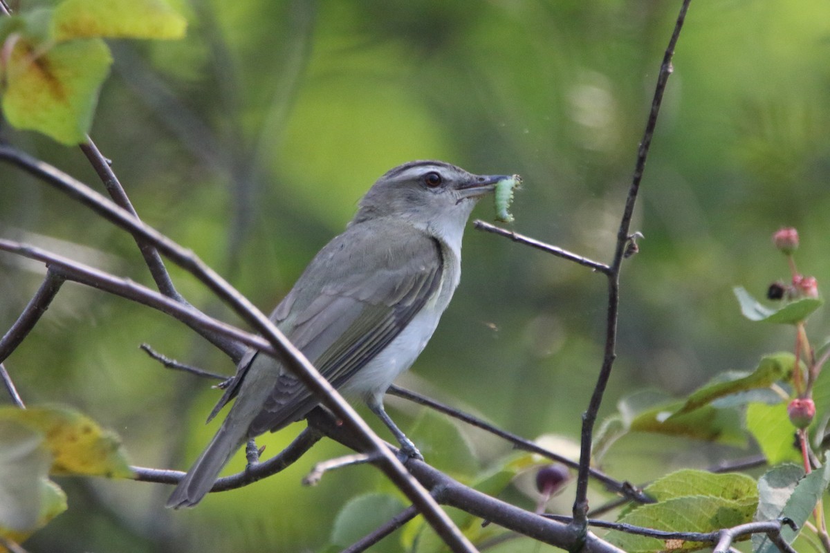 Red-eyed Vireo - Dylan Micallef
