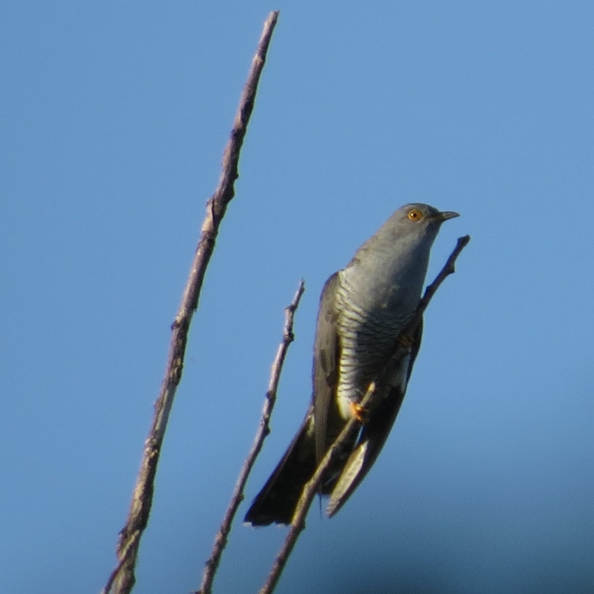 Common Cuckoo - valerie heemstra