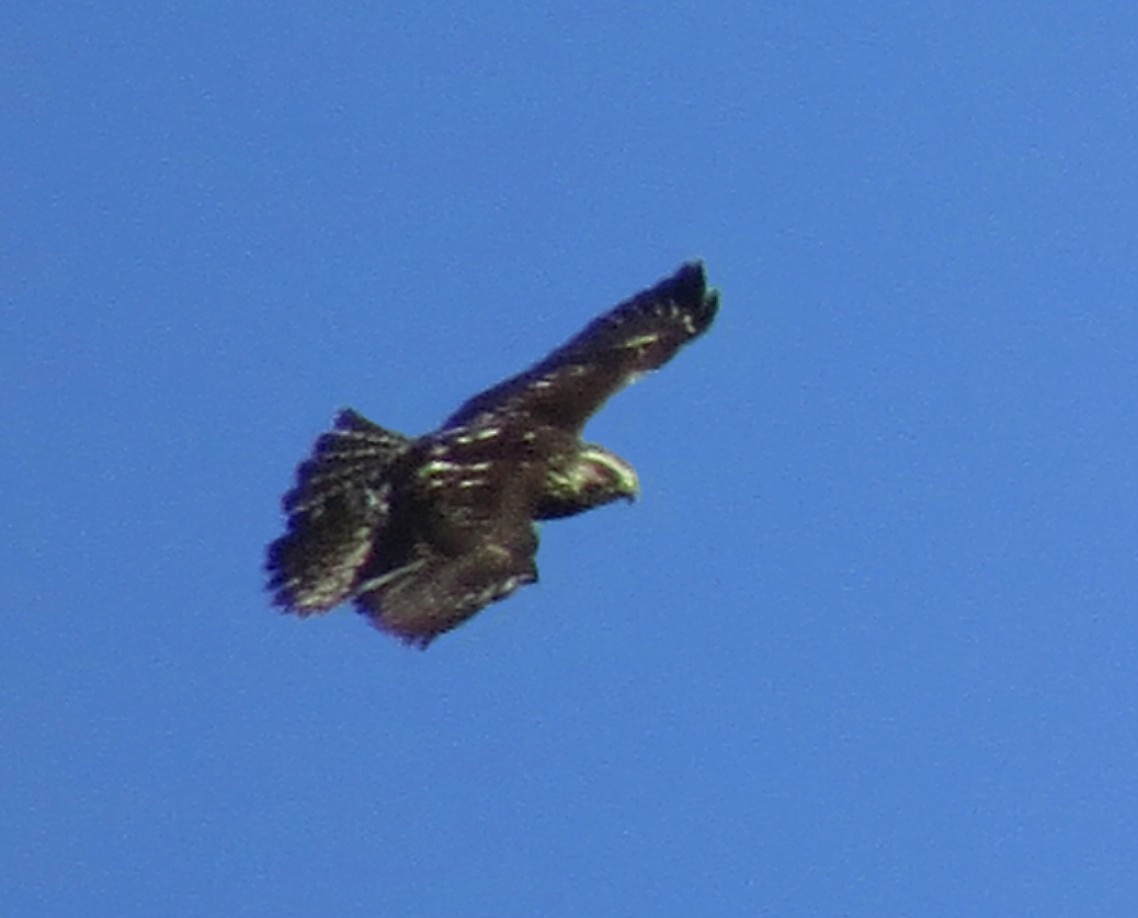 Broad-winged Hawk - ML597178331