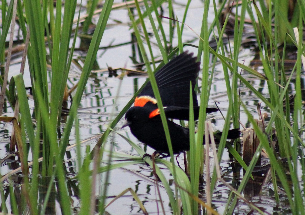 Red-winged Blackbird - Alyssa Nees