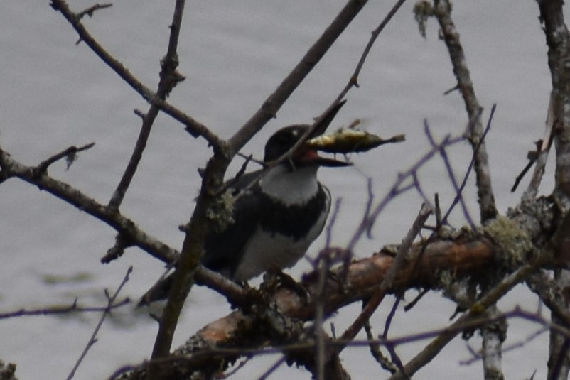 Belted Kingfisher - ML597187251