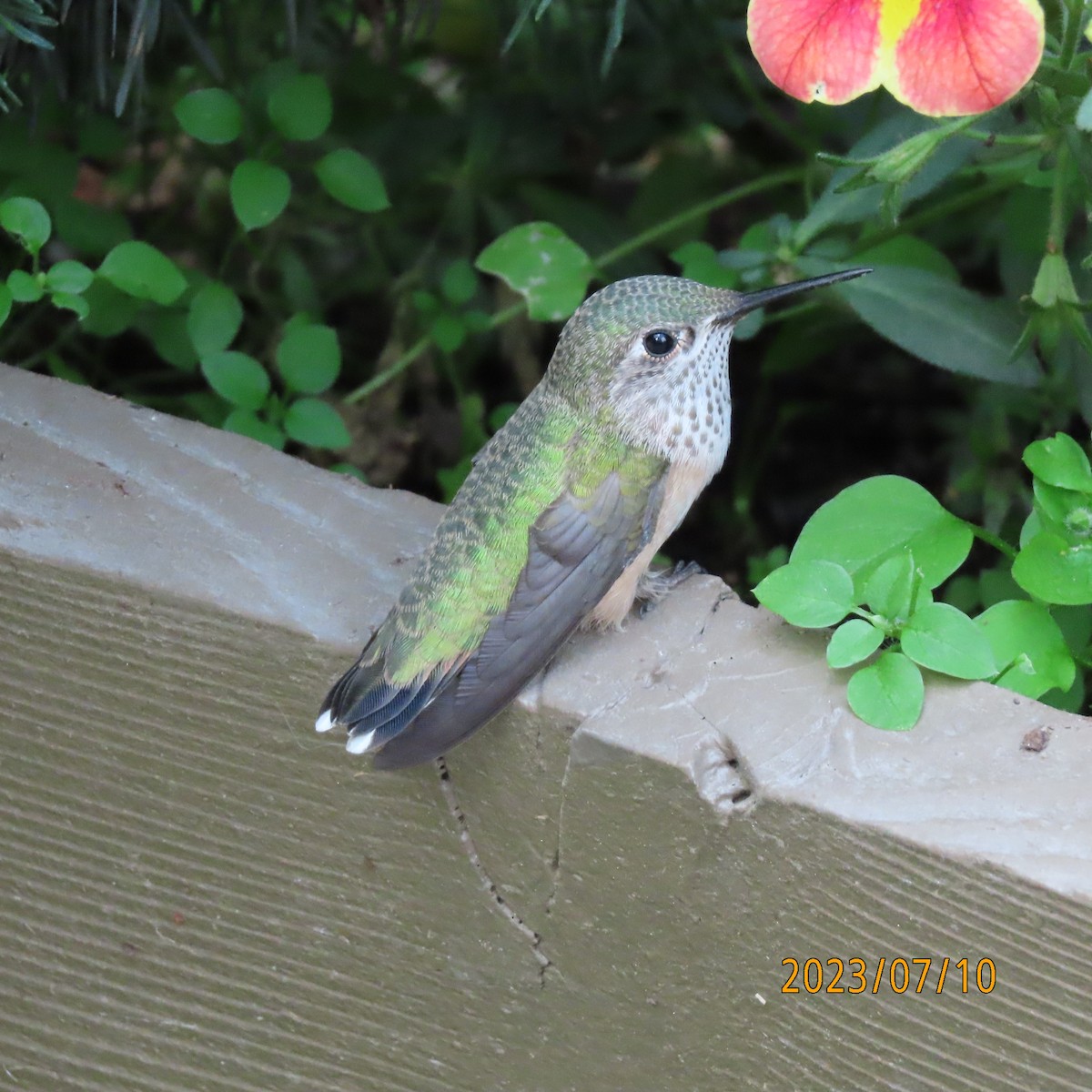 Calliope Hummingbird - ML597188401