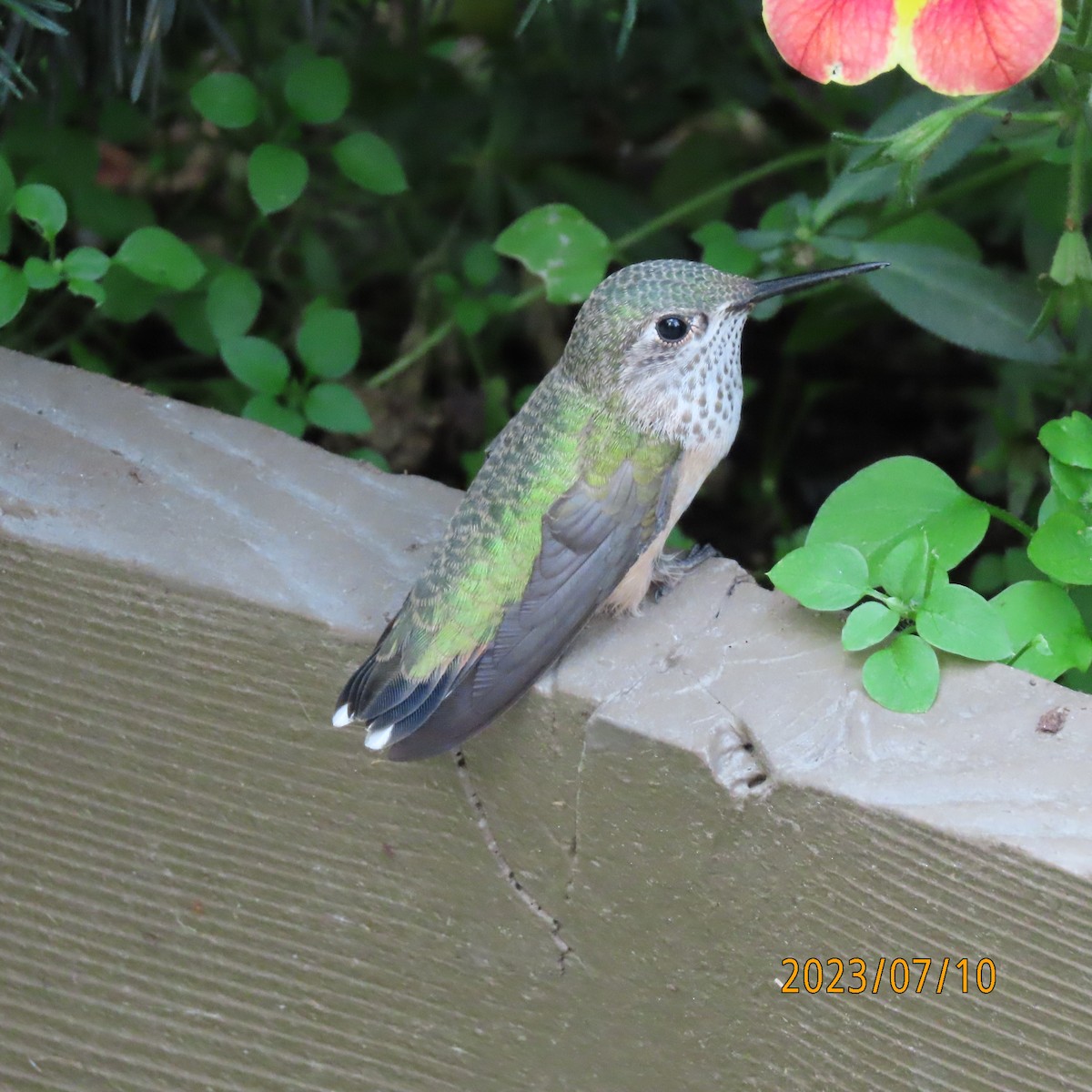 Calliope Hummingbird - ML597188411