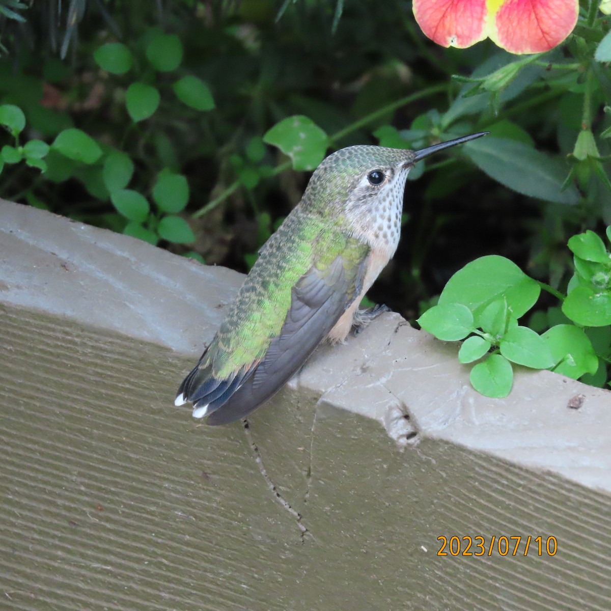 Calliope Hummingbird - ML597188421