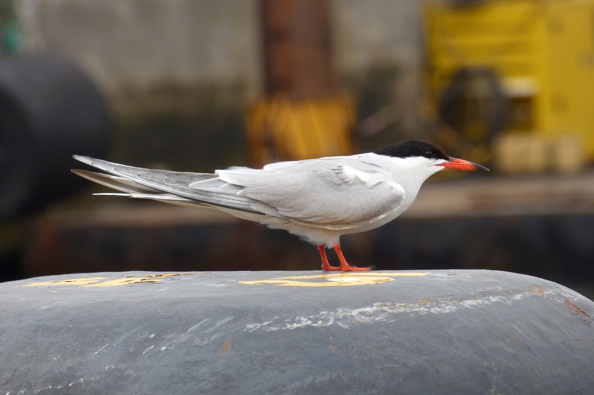 Common Tern - ML59718891