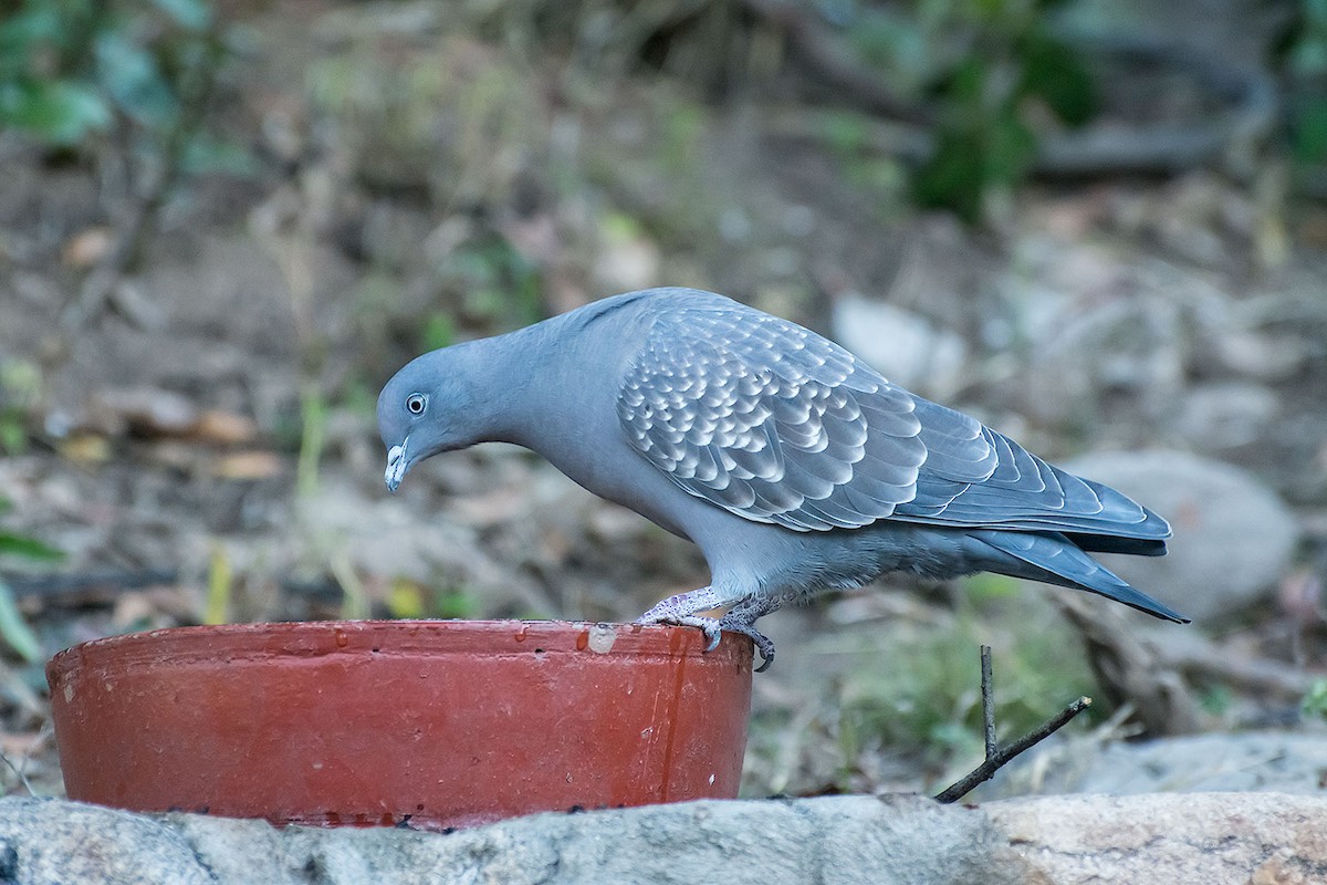 Spot-winged Pigeon - ML59719201