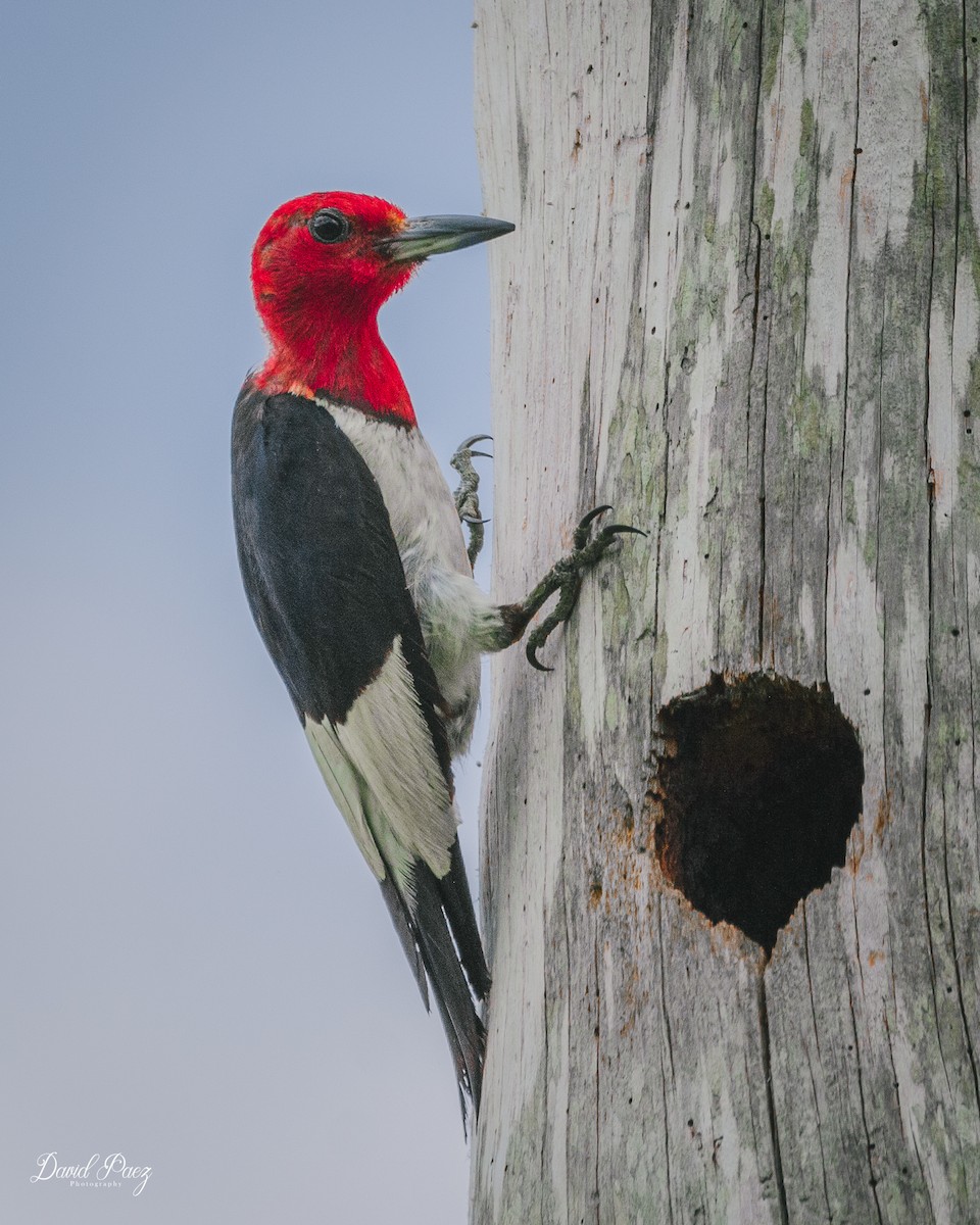 Red-headed Woodpecker - David Paez