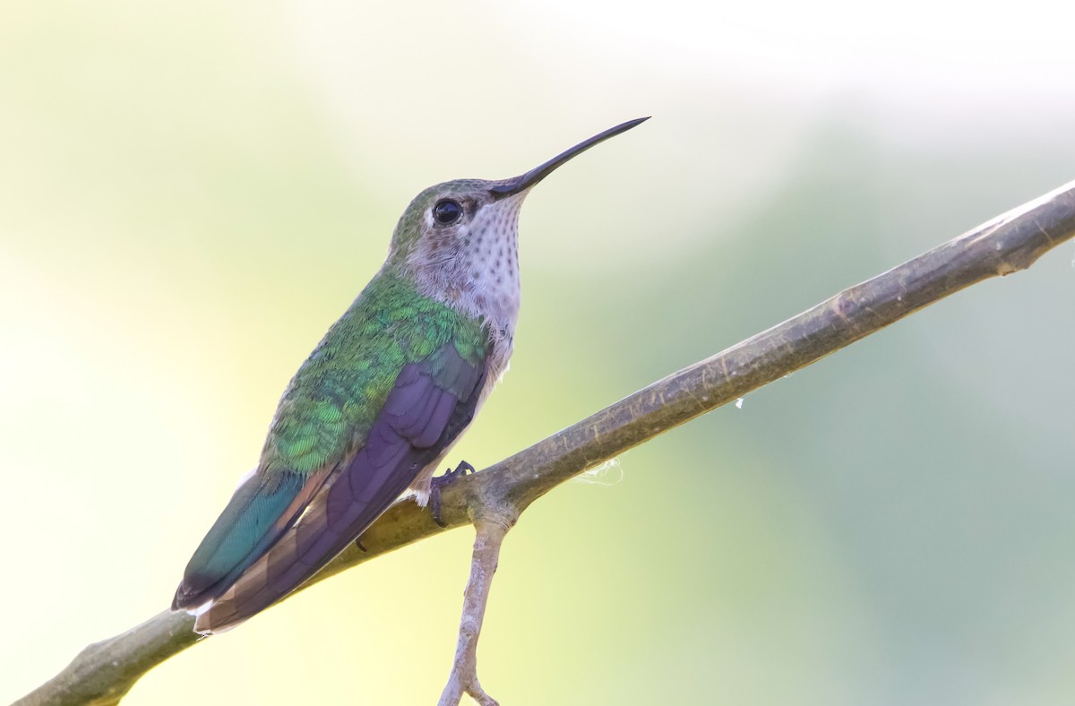 Broad-tailed Hummingbird - ML597192061