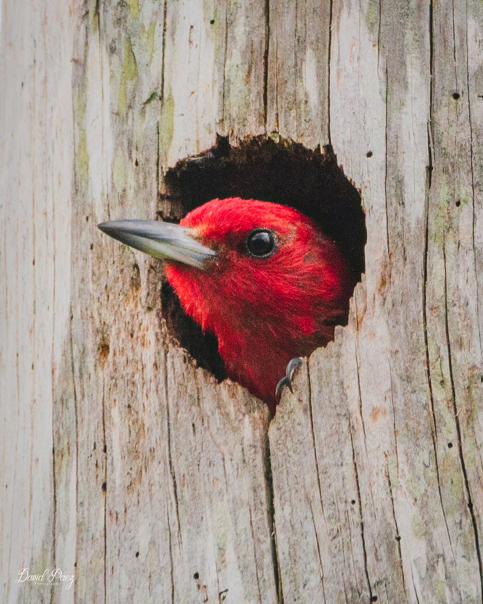 Red-headed Woodpecker - ML597192081