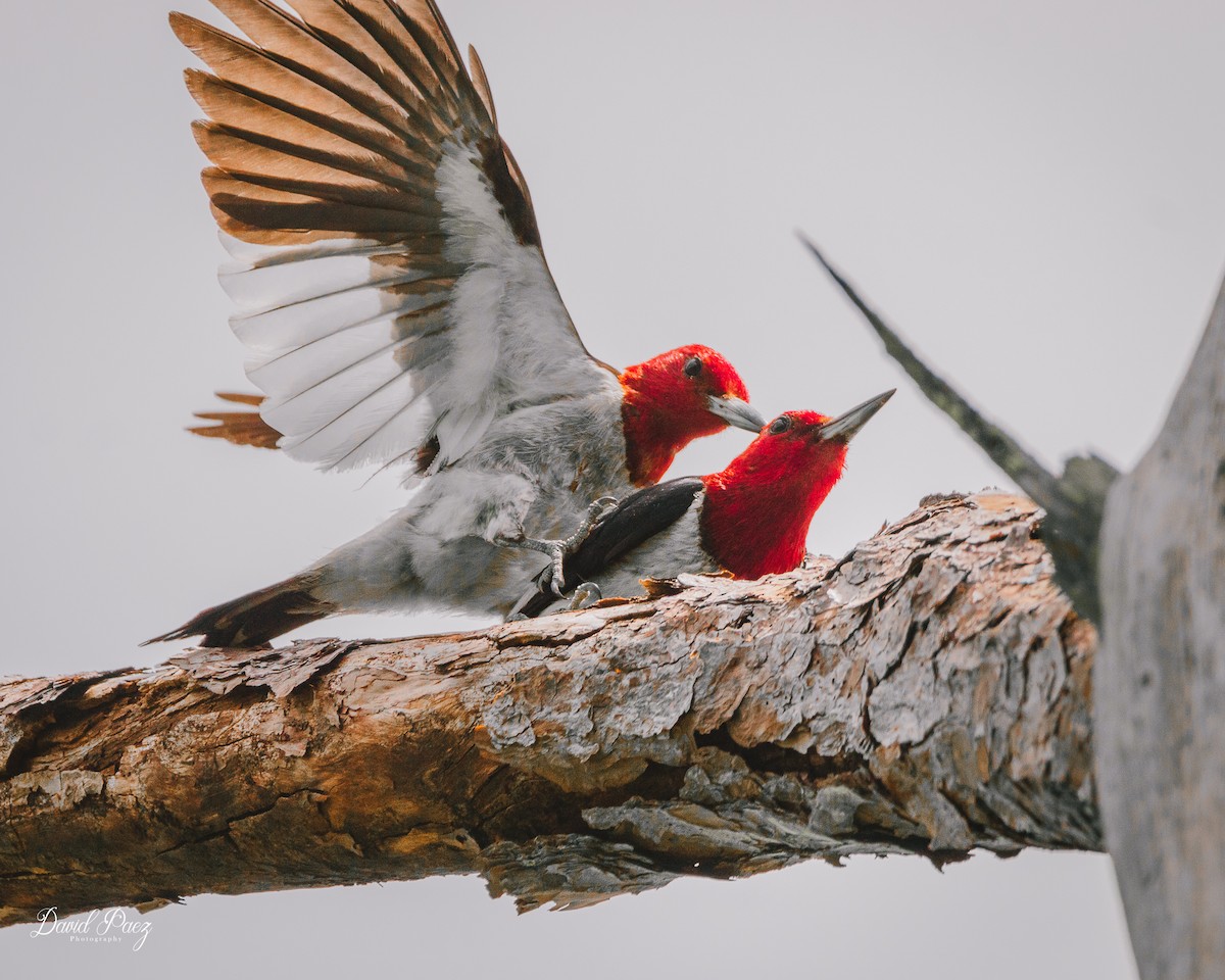 Red-headed Woodpecker - ML597192141