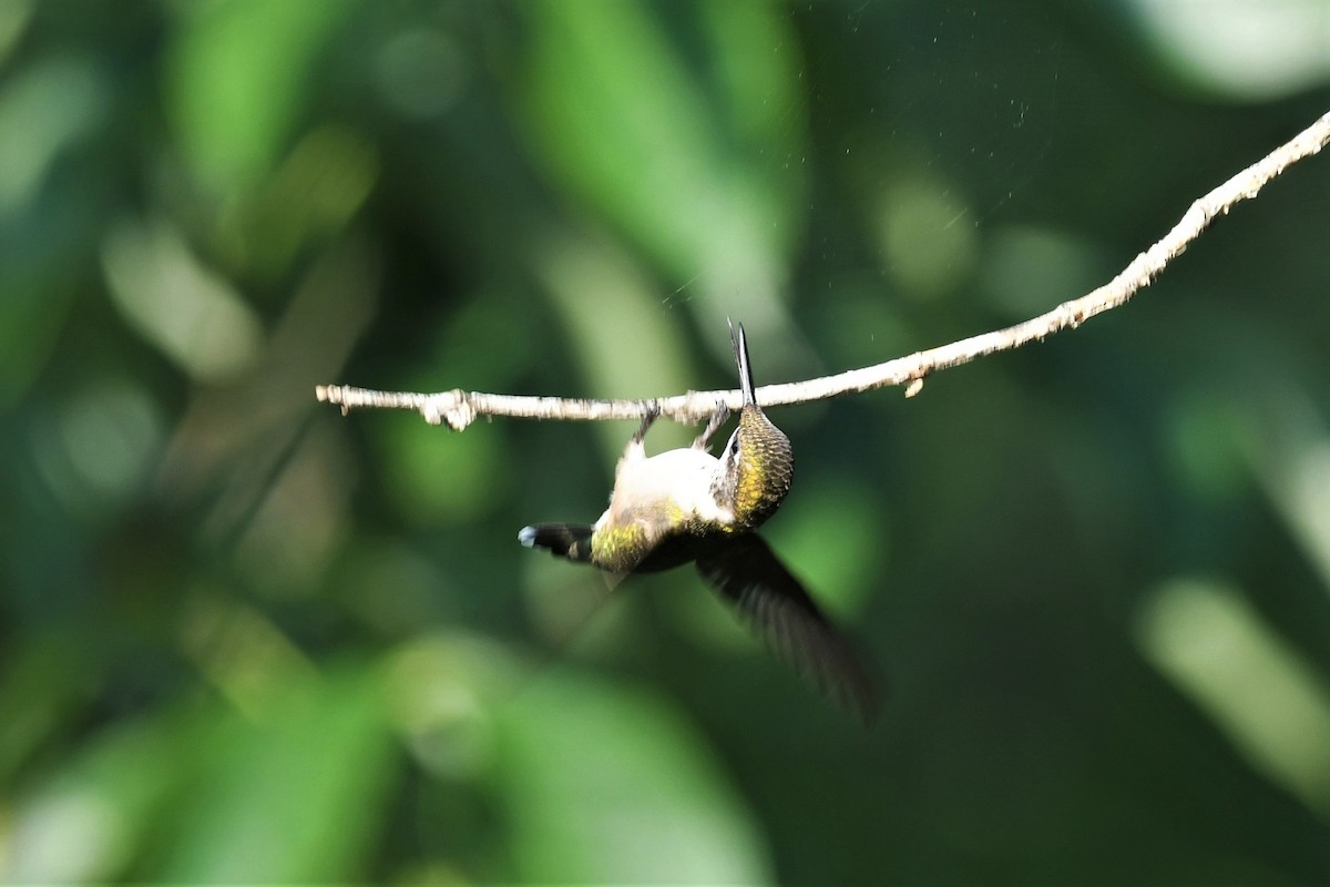 Ruby-throated Hummingbird - Ted Bradford