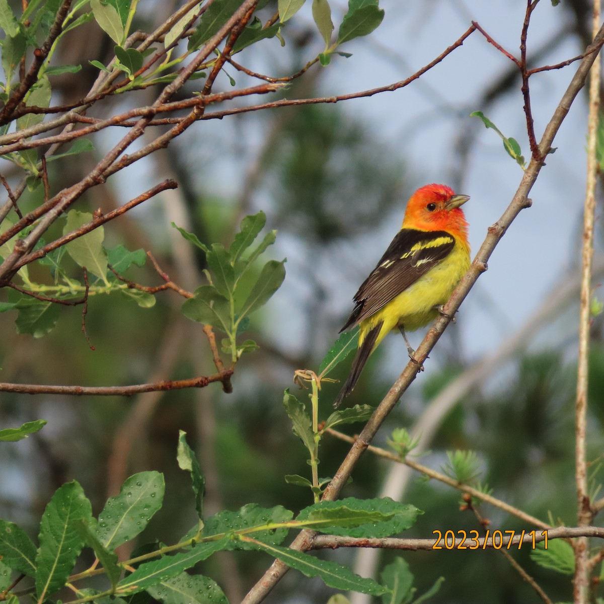 Western Tanager - ML597195421