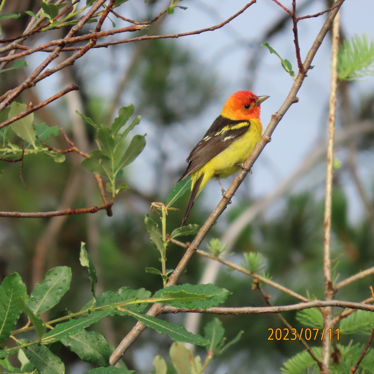 Western Tanager - ML597195431