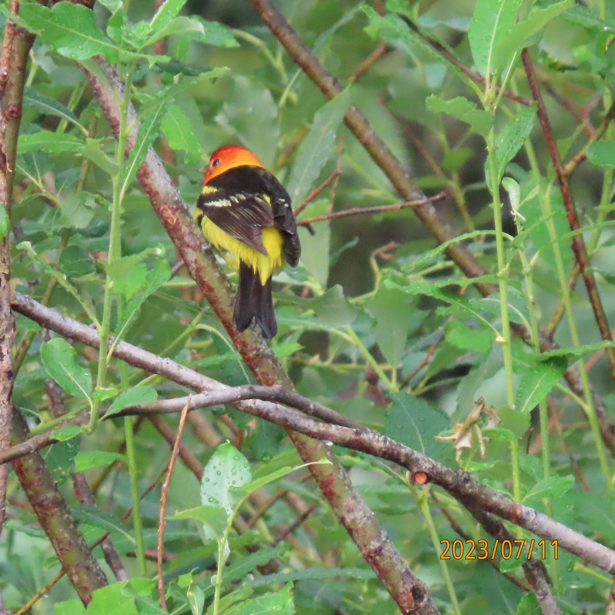 Western Tanager - ML597195441