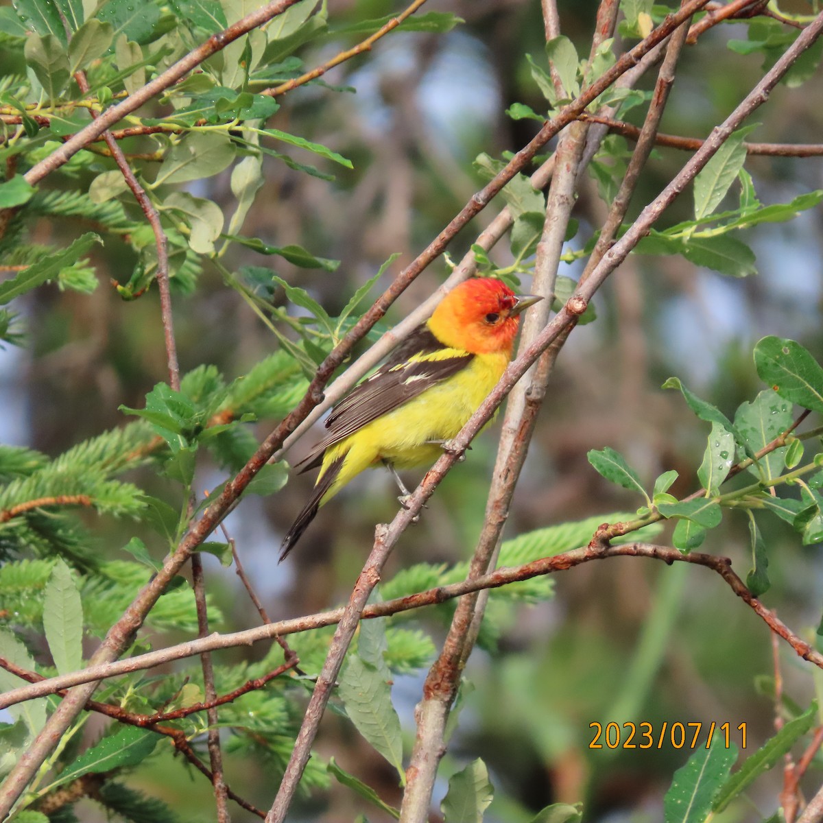 Western Tanager - ML597195461