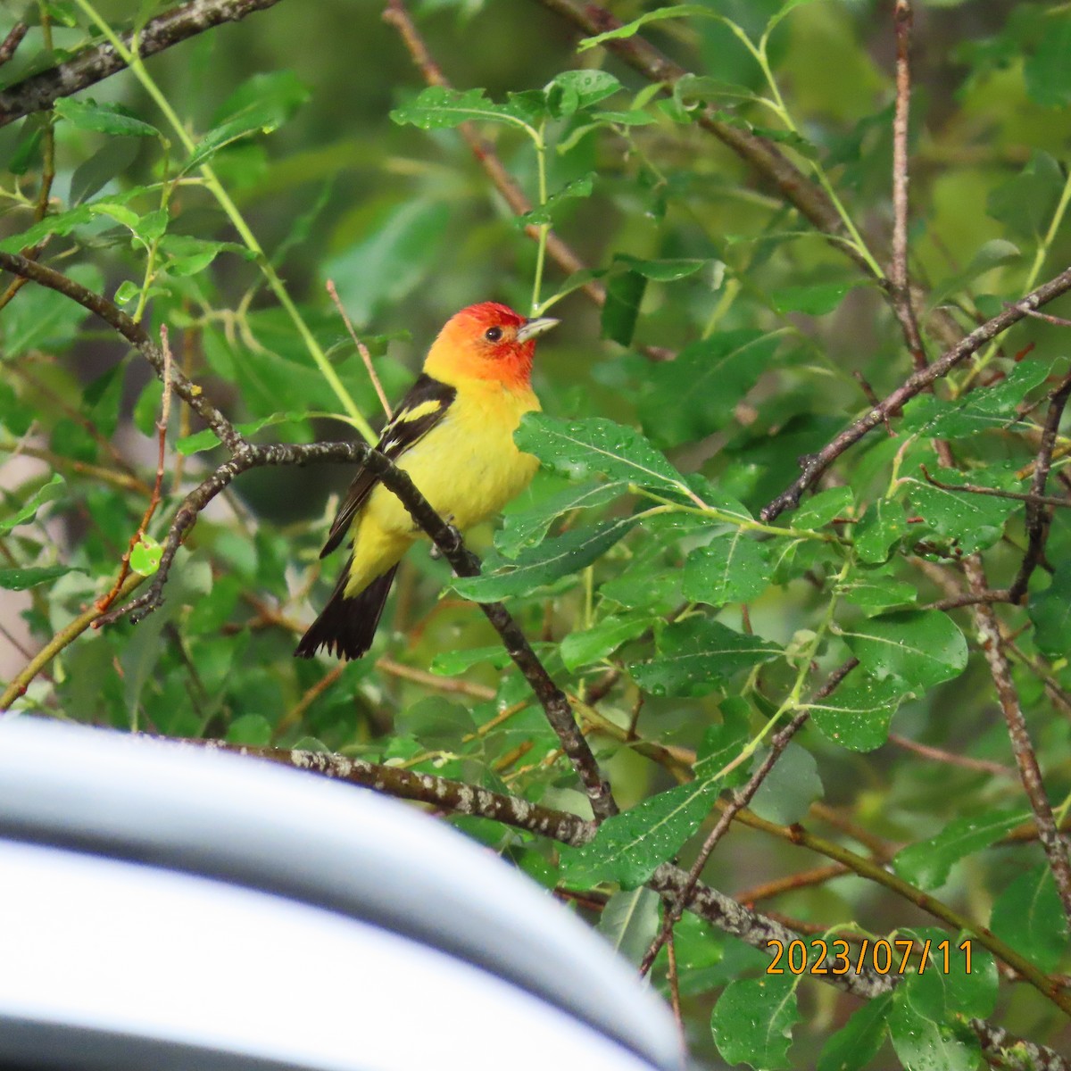 Western Tanager - ML597195471