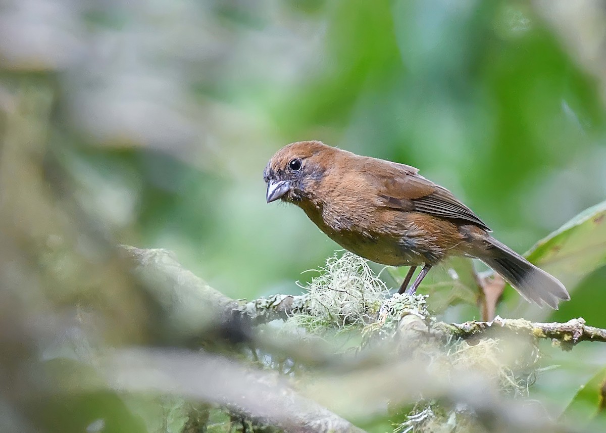 Blue Seedeater - Leandro Arias
