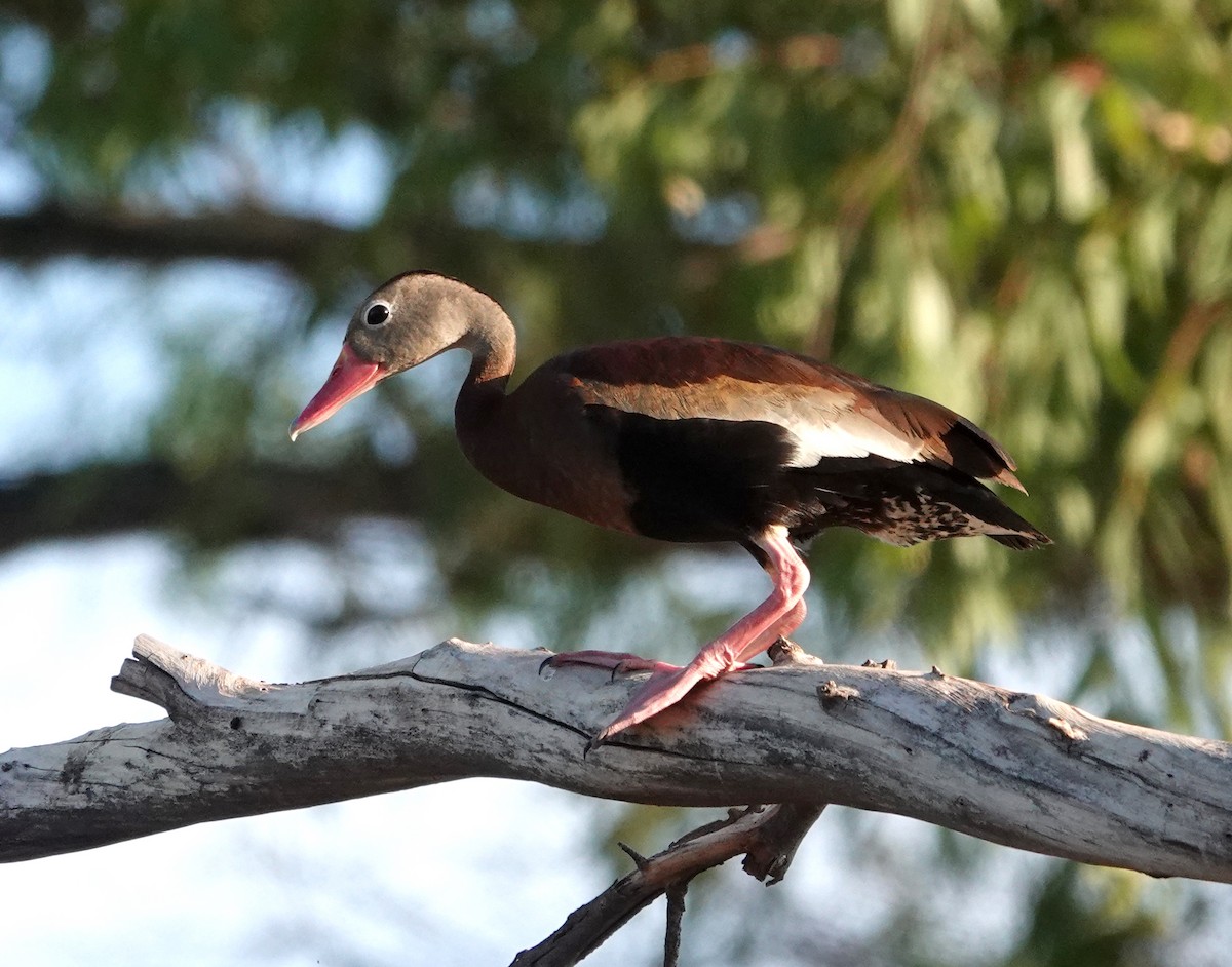 Black-bellied Whistling-Duck - Thomas Jackman