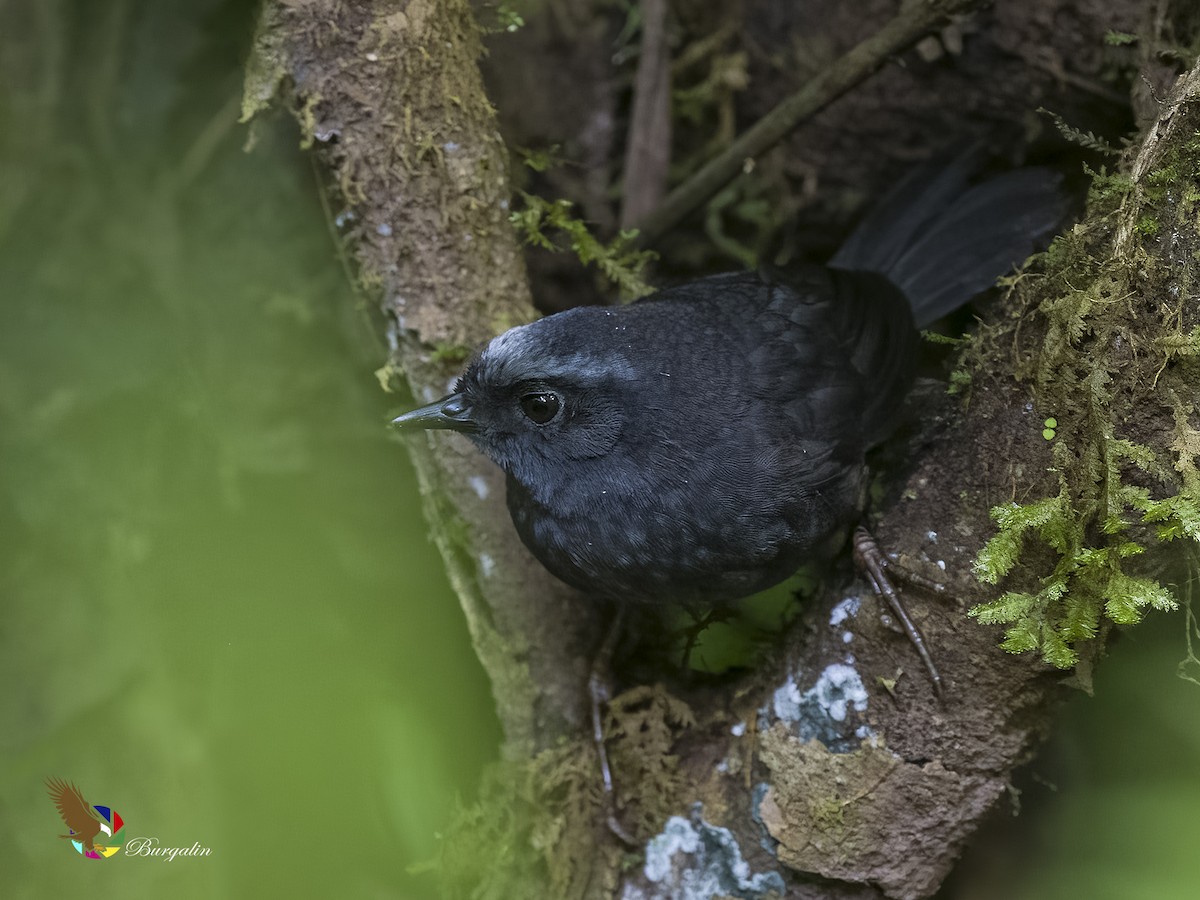 Silvery-fronted Tapaculo - ML597200221