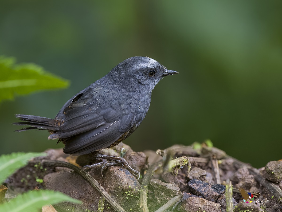 Silvery-fronted Tapaculo - ML597200251