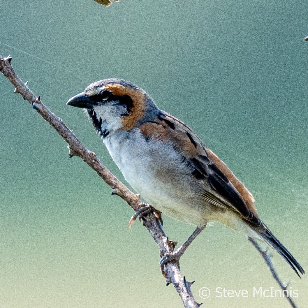 Shelley's Rufous Sparrow - Steve McInnis