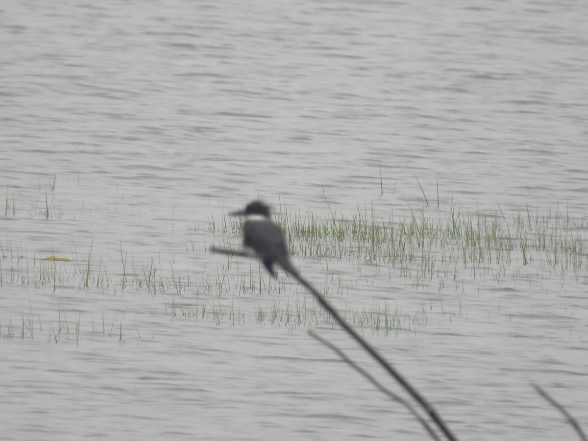 Belted Kingfisher - ML597204781