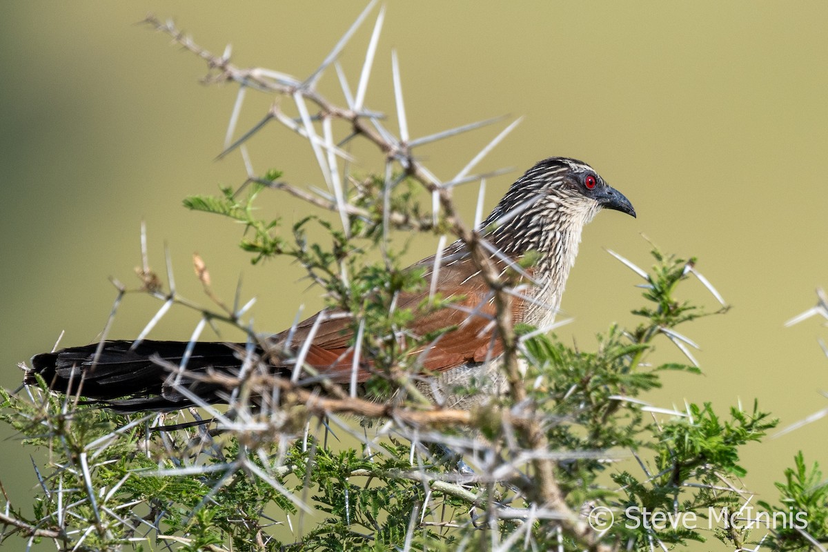 White-browed Coucal (White-browed) - ML597205141
