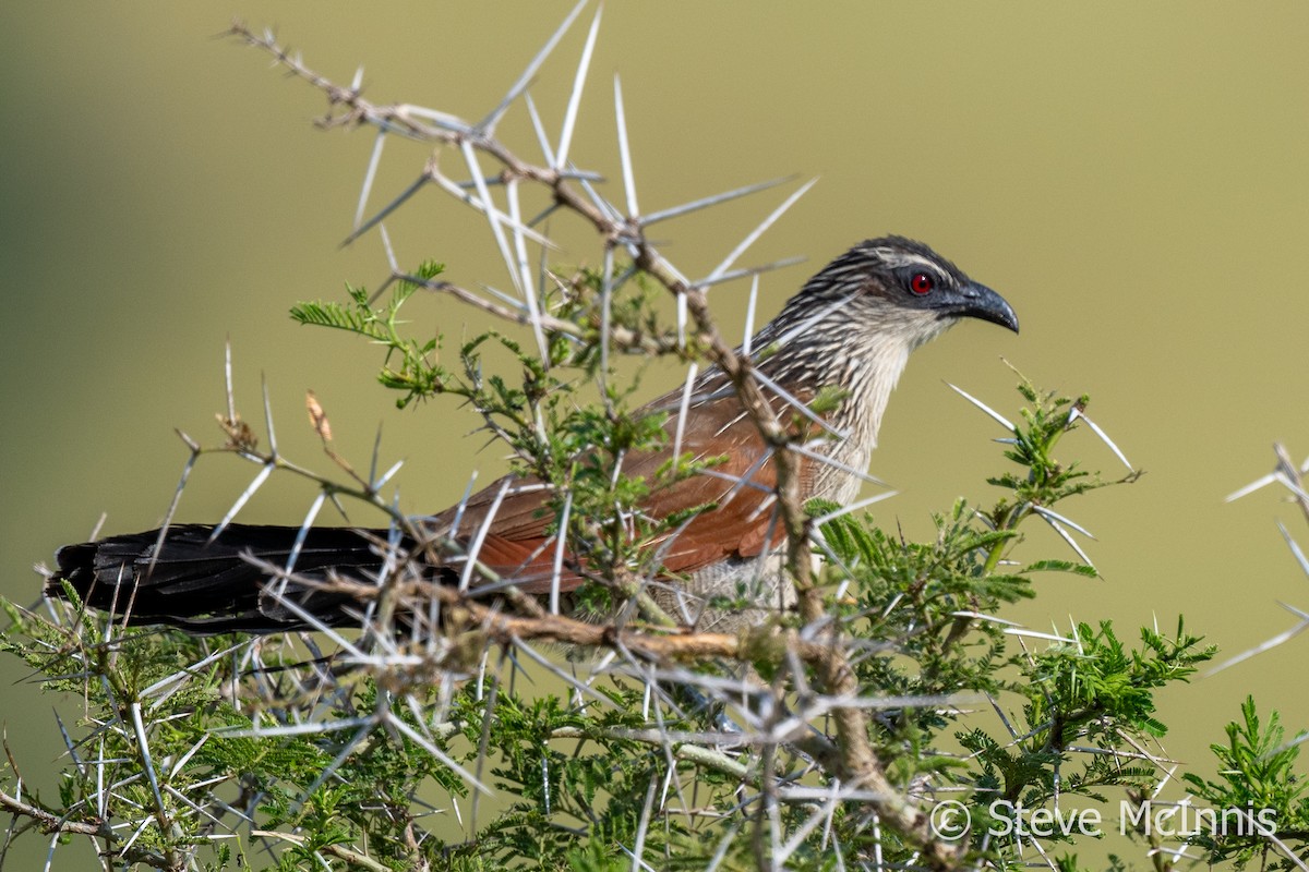 White-browed Coucal (White-browed) - ML597205151