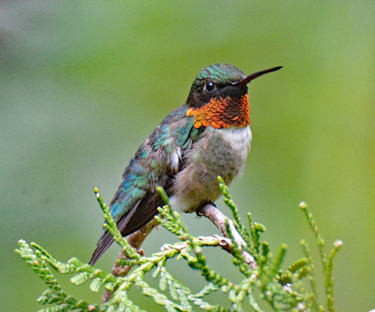 Ruby-throated Hummingbird - ML597206921