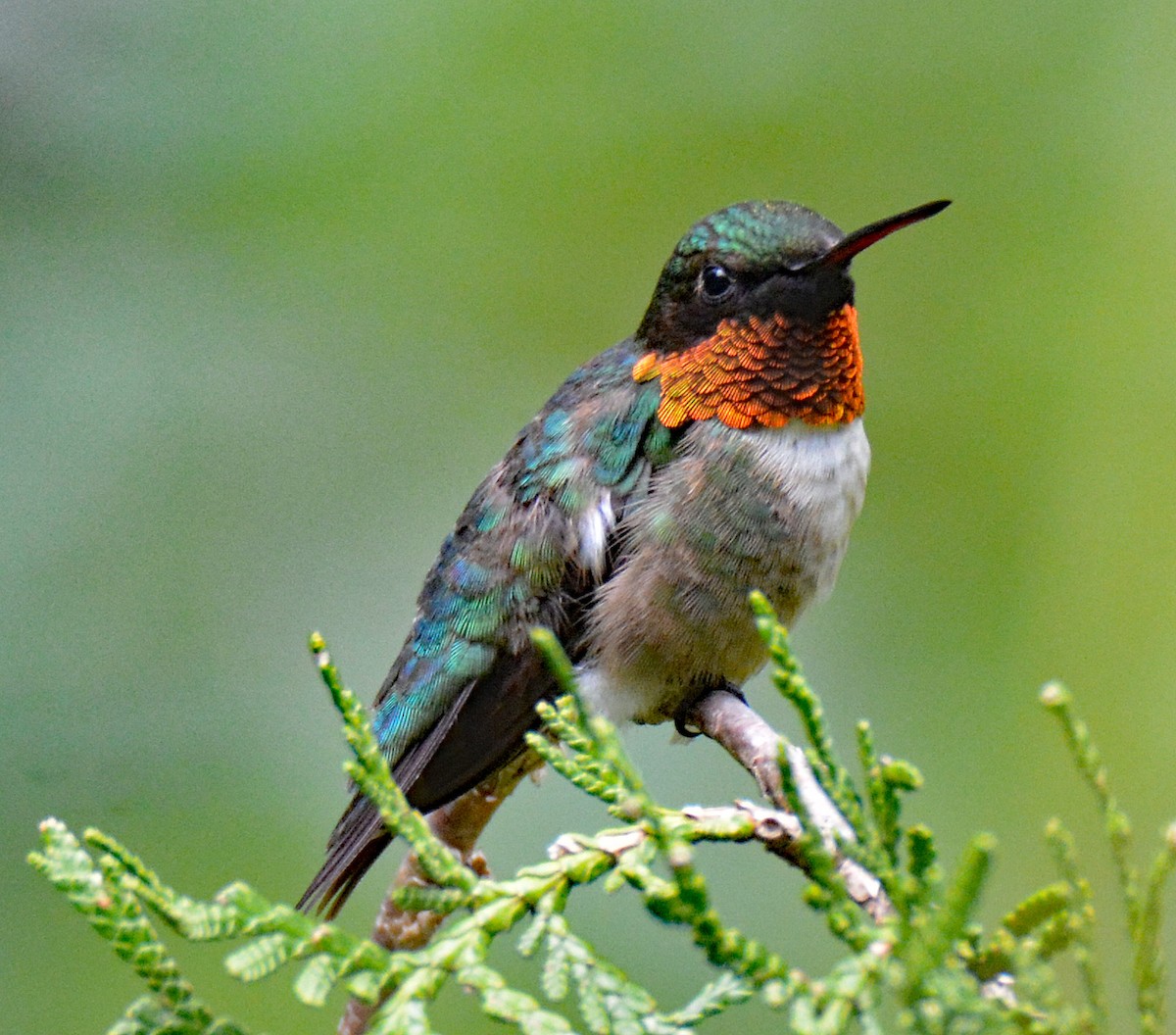 Ruby-throated Hummingbird - ML597206931