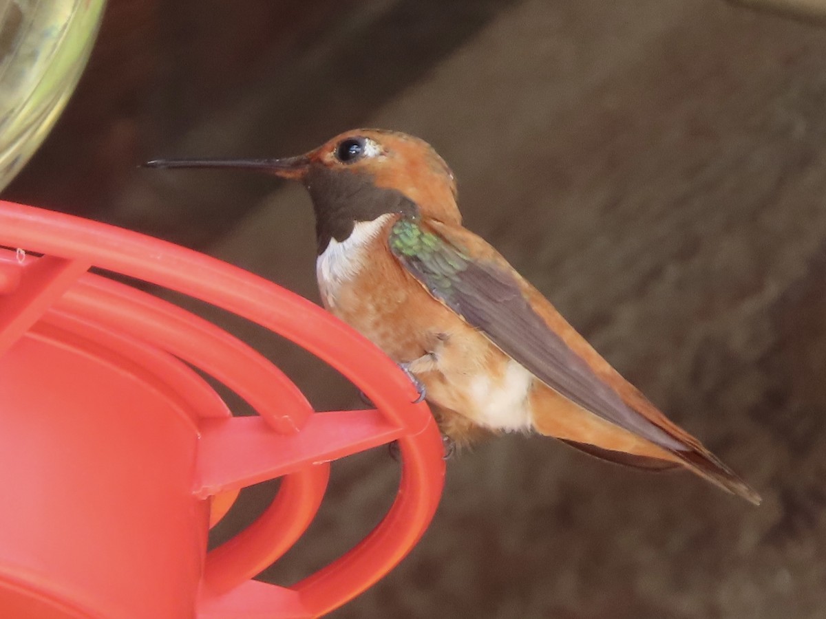 Rufous Hummingbird - ML597209881