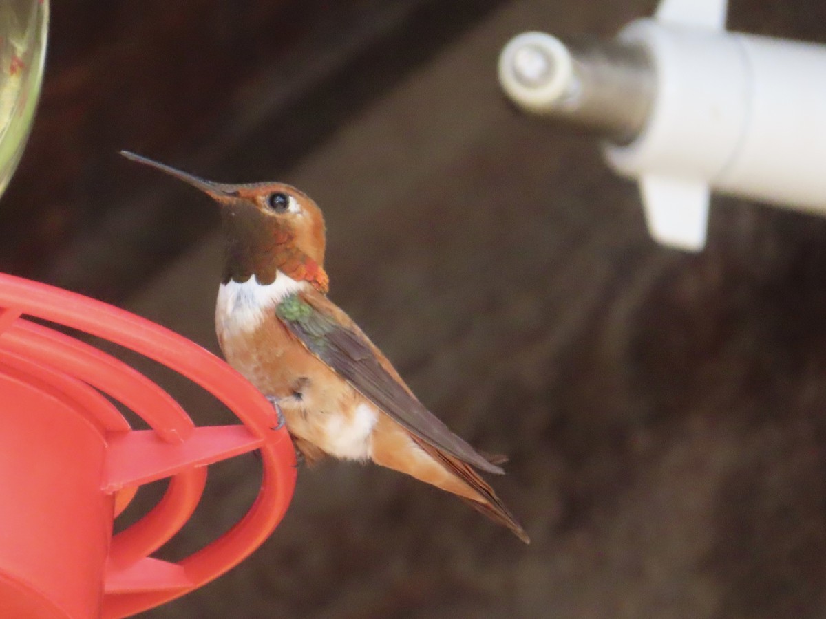 Rufous Hummingbird - ML597209961