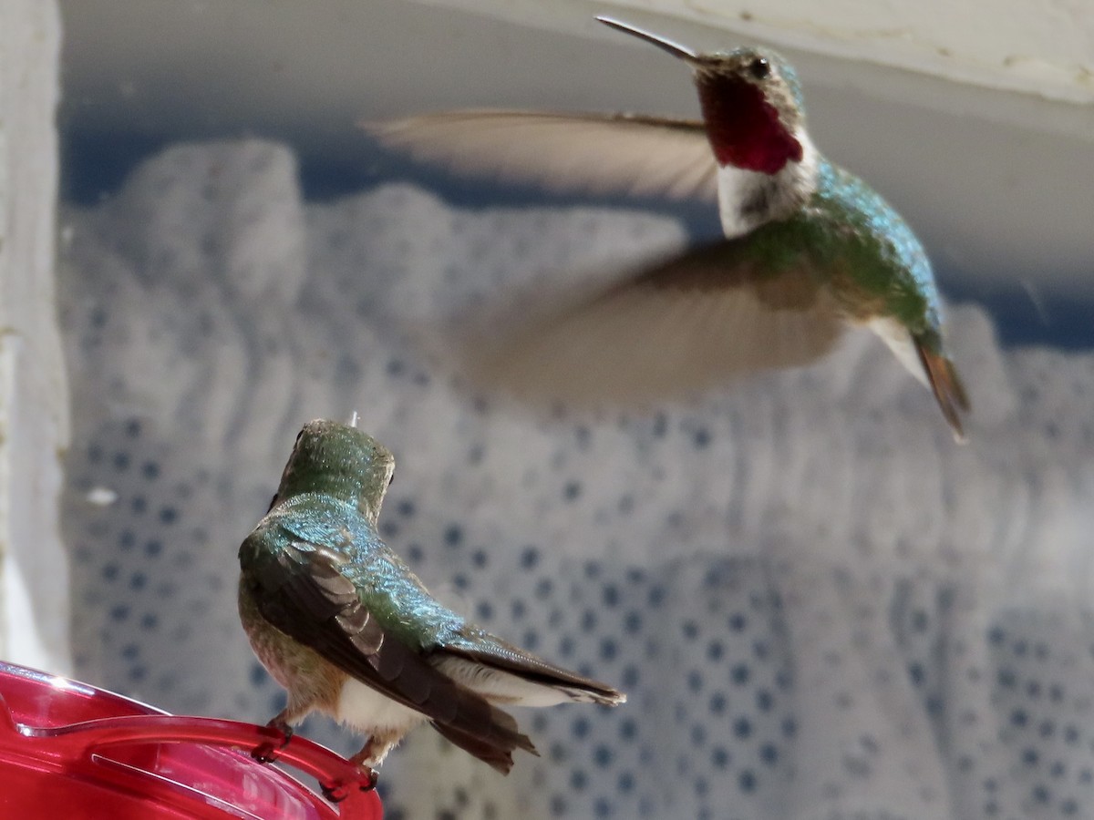Broad-tailed Hummingbird - ML597210131