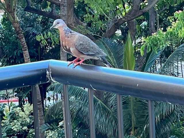Spotted Dove - ML597216791