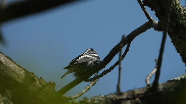 Black-and-white Warbler - ML597218771