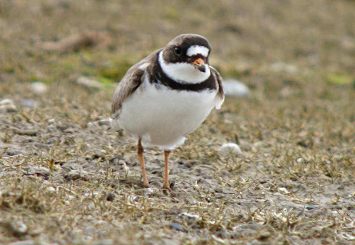 Semipalmated Plover - ML597221111