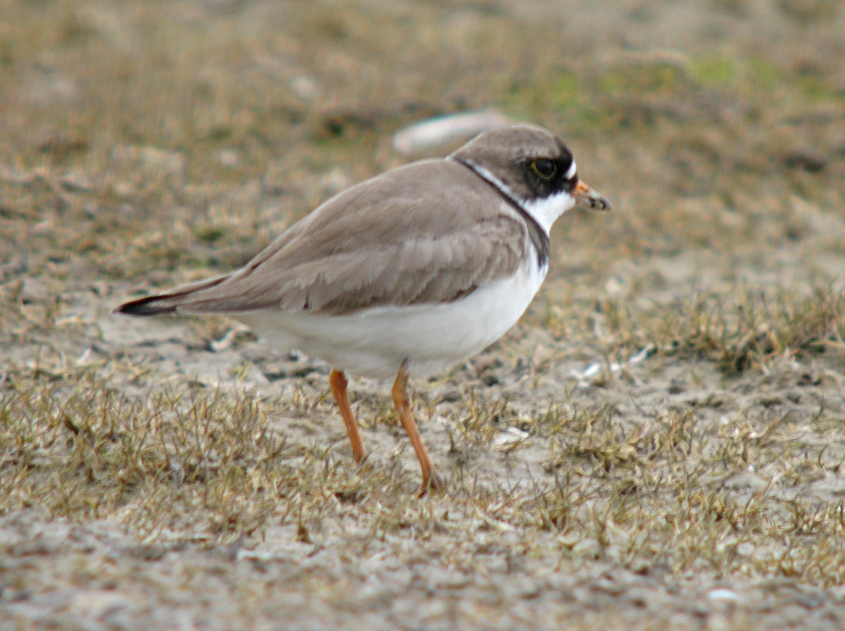 Semipalmated Plover - Jean Iron