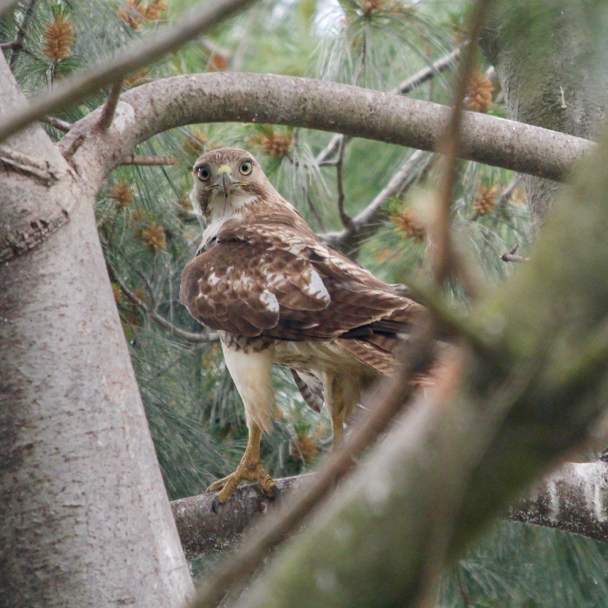 Red-tailed Hawk (borealis) - Daniel S.