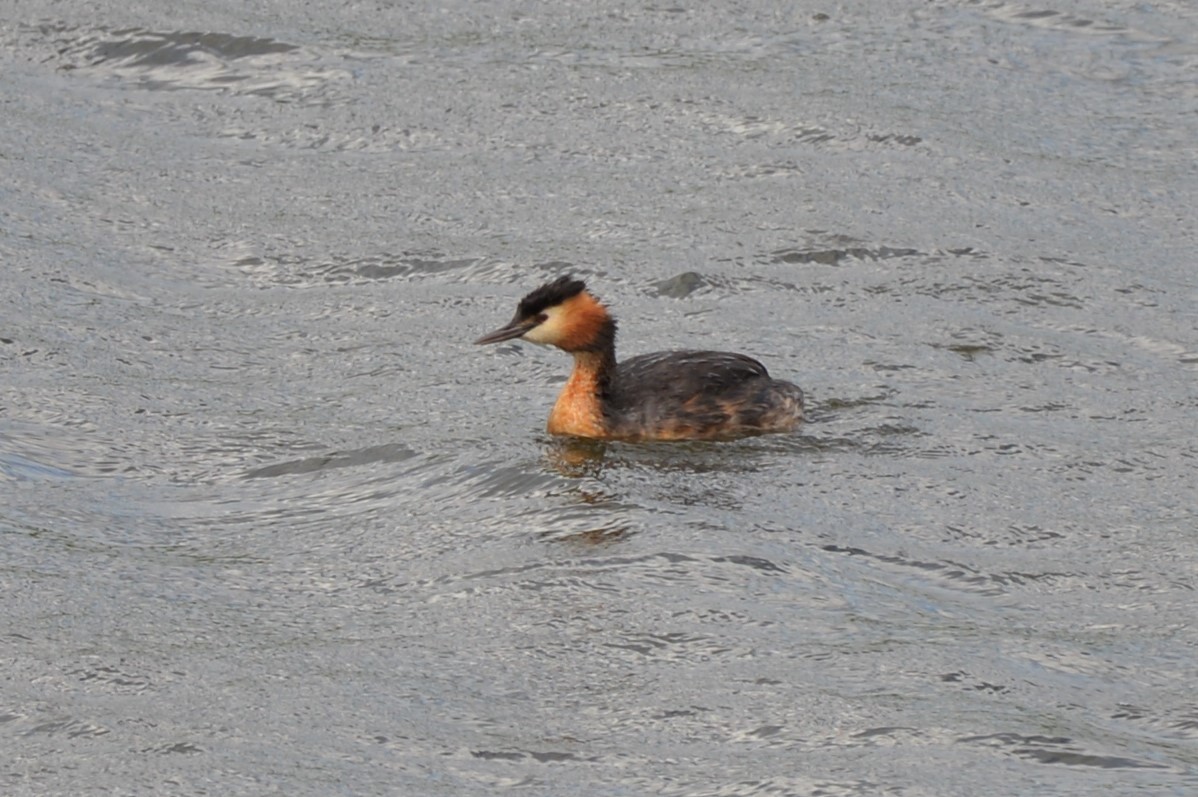 Great Crested Grebe - ML597222901