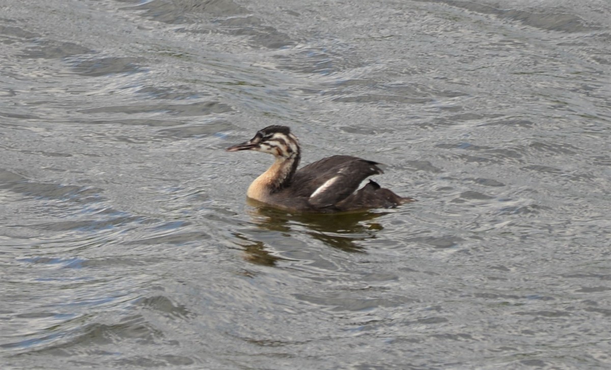Great Crested Grebe - ML597222911