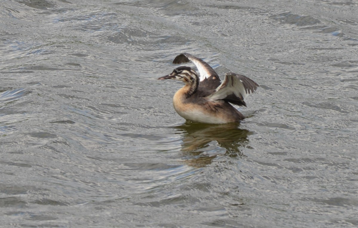 Great Crested Grebe - ML597222921