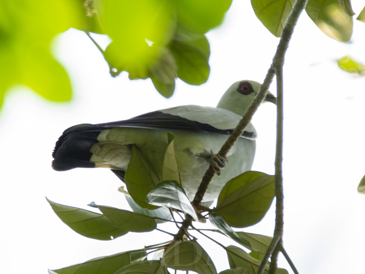 Silvery Wood-Pigeon - Miduneste Midun
