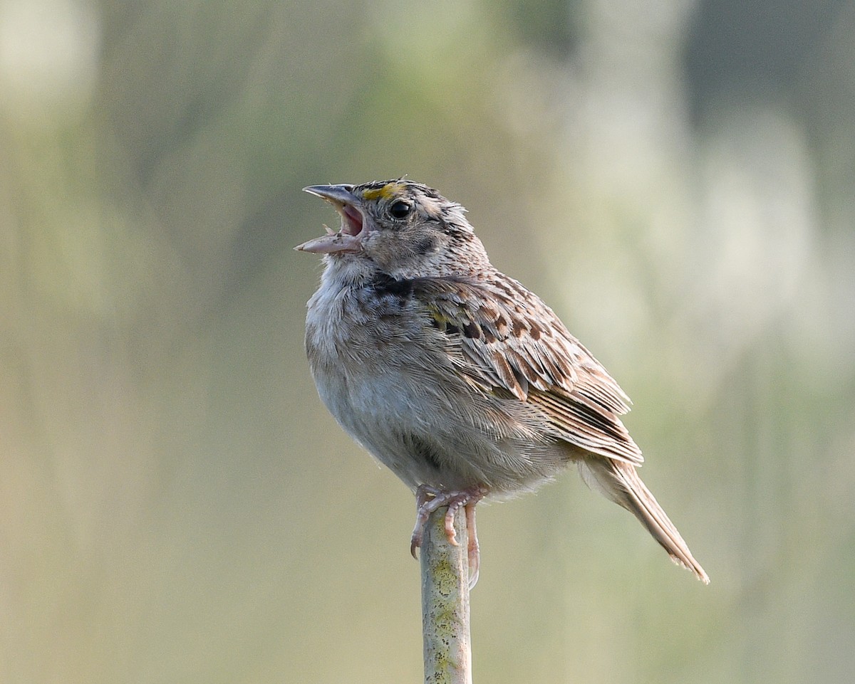 Grasshopper Sparrow - ML597224501